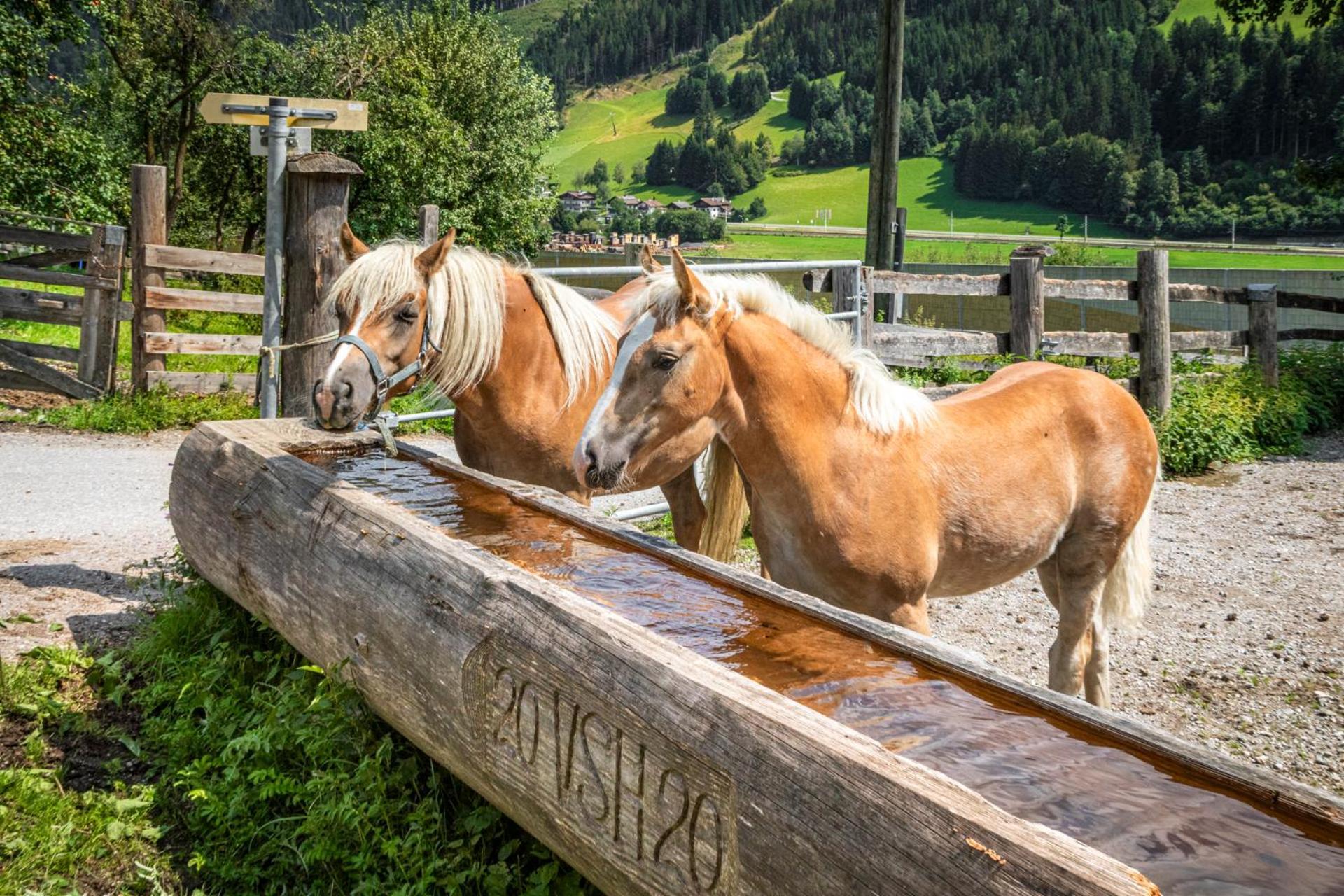 Schartlhof Villa Flachau Bagian luar foto